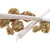 Cannabis mit THC