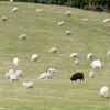 Updates und schwarze Schafe