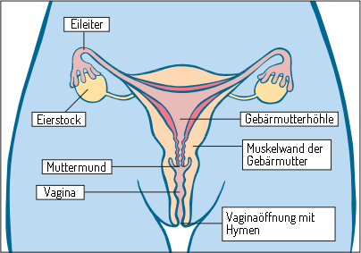 Innere schamlippe schmerzen knoten Schmerzen an