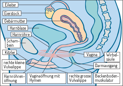 Weibliche Geschlechtsorgane