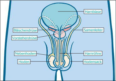 Weibliche Geschlechtsorgane