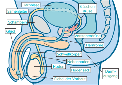 Weibliche Geschlechtsorgane